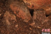 周易起卦江西发现蜘蛛新物种 为研究呵叻蛛属适应区域提供依据