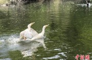 周易起卦吉林：罕见白鸬鹚连续两年“故地重游”